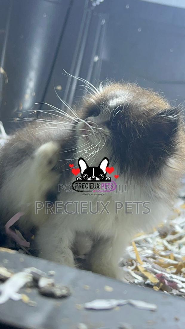 1-3 months Female Purebred Persian · Photo 5