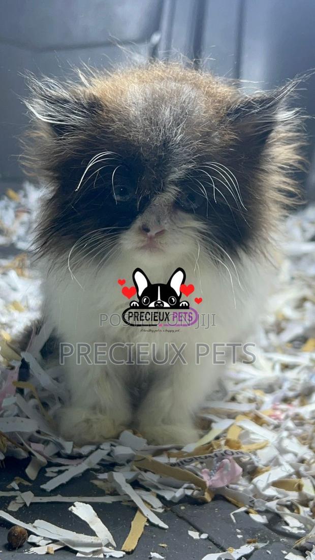 1-3 months Female Purebred Persian · Photo 3