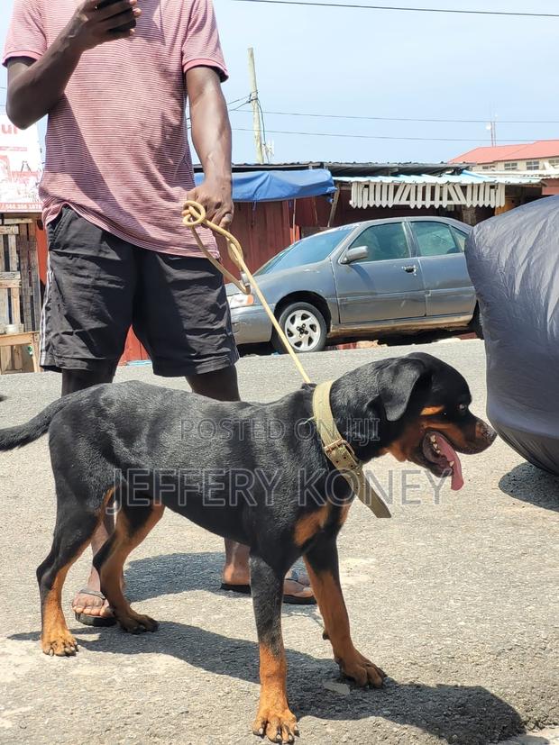 1+ year Male Purebred Rottweiler · Photo 1