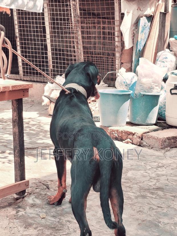 1+ year Male Purebred Rottweiler · Photo 2