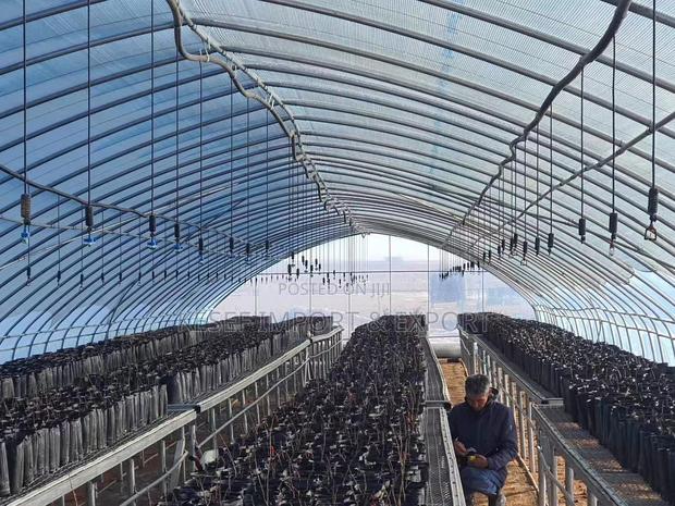 Green House - Imported · Photo 3