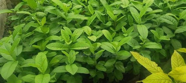 Guava Seedlings Avialable · Photo 1