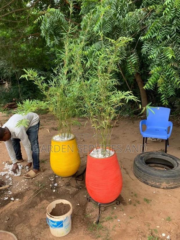 Bamboo for Sale · Photo 1