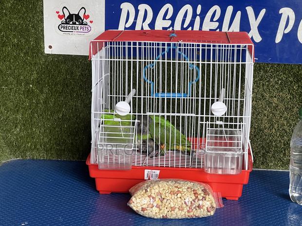Bonus Sales on Friendly Talking Birds · Photo 3