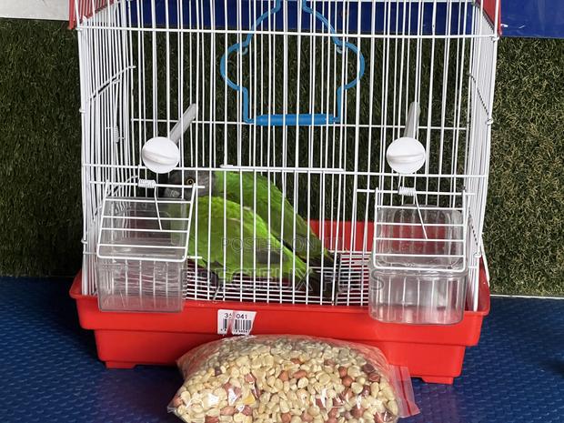 Bonus Sales on Friendly Talking Birds · Photo 2