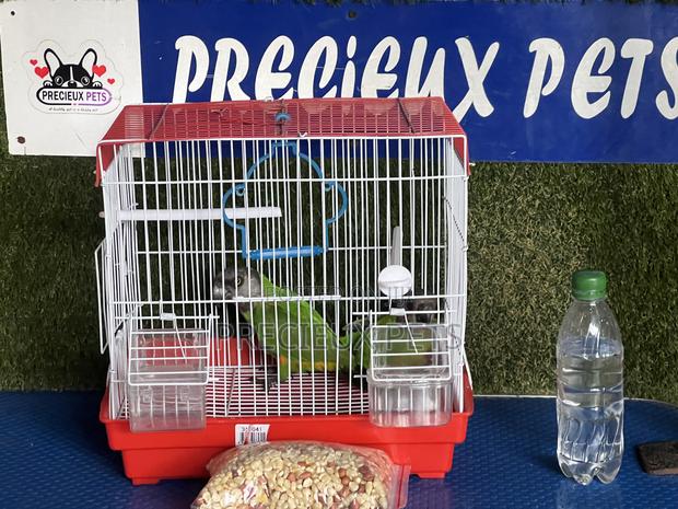 Bonus Sales on Friendly Talking Birds · Photo 1