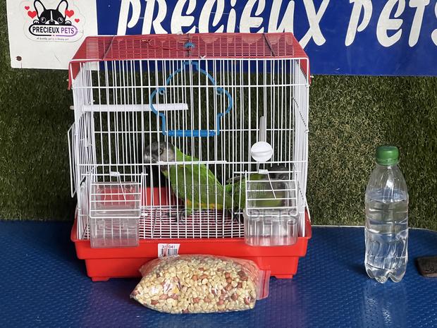 Bonus Sales on Friendly Talking Birds · Photo 4