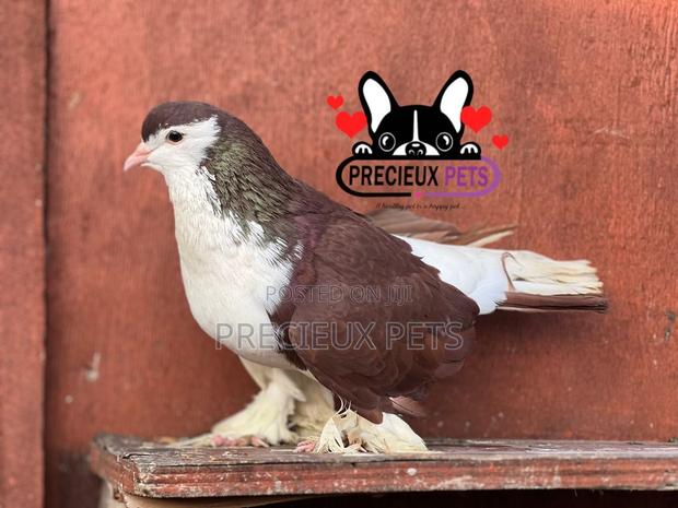 Adult Male Lahore Pigeon · Photo 1