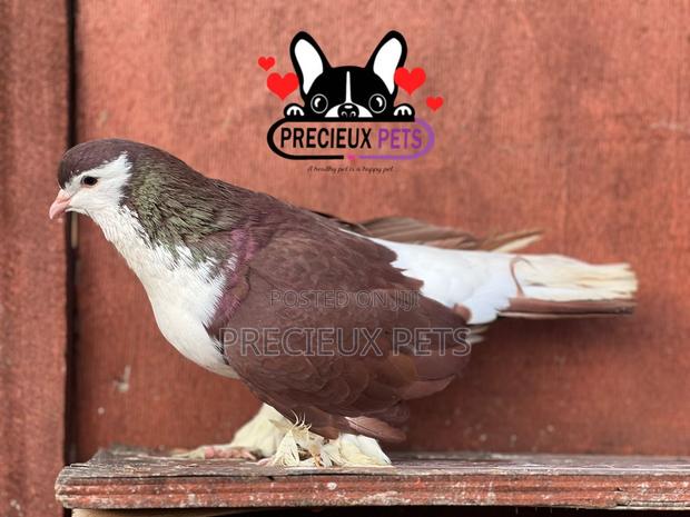 Adult Male Lahore Pigeon · Photo 2