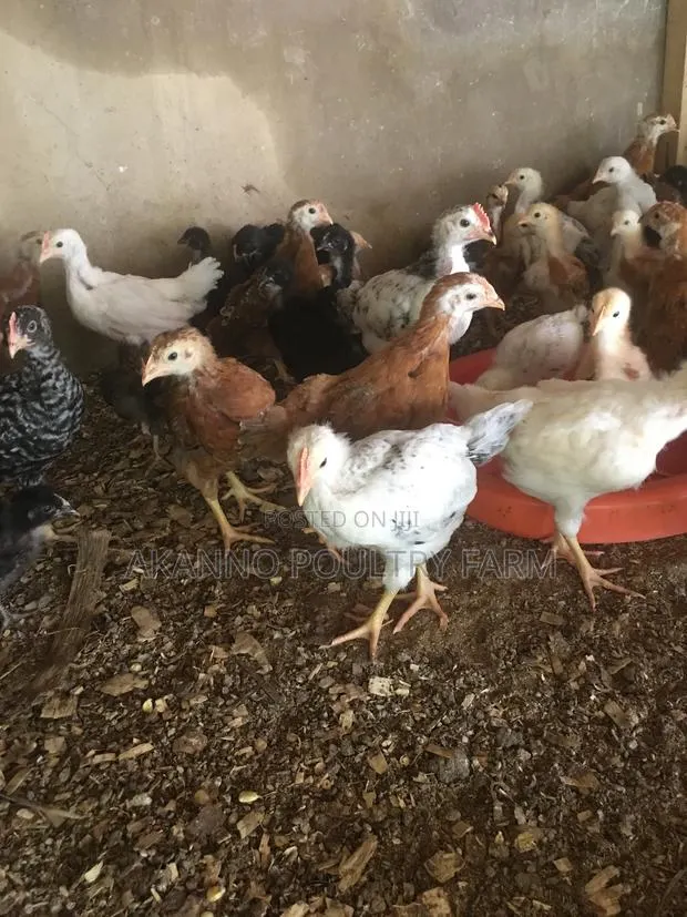 5 Weeks Old Chicks · Photo 1