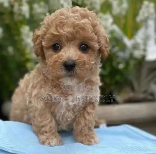 1-3 months Male Purebred Lhasa Apso · Photo 1