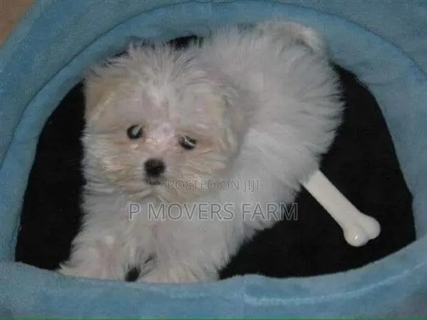 1-3 months Male Purebred Poodle · Photo 1