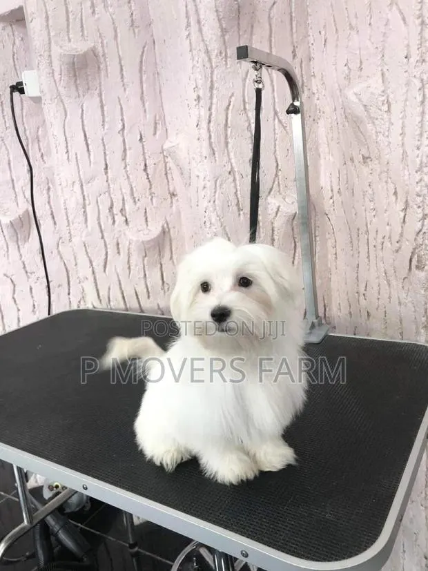1-3 months Male Purebred Maltese · Photo 1