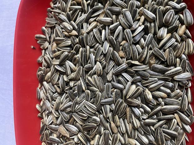 Sun Flower Seed · Photo 2