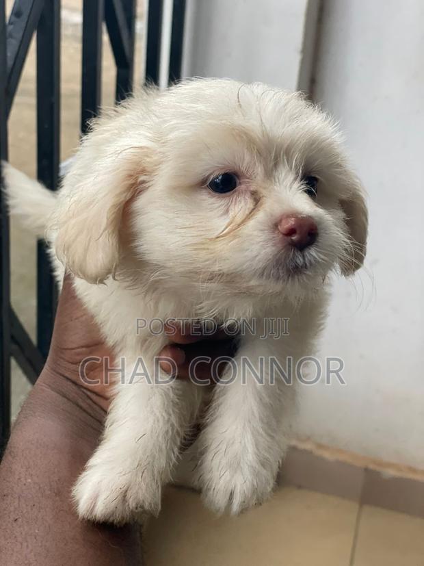1-3 months Female Purebred Maltese · Photo 1