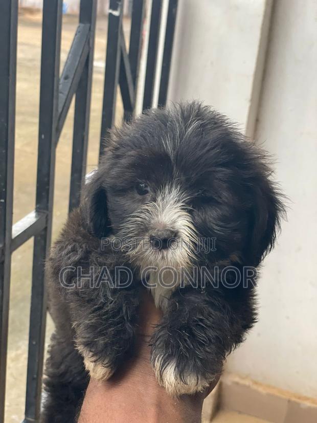 1-3 months Female Purebred Maltese · Photo 2