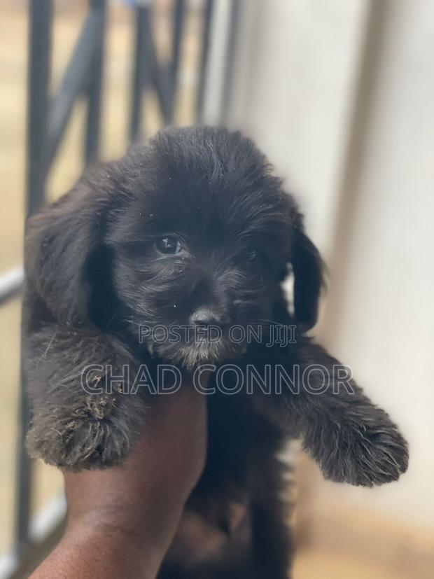 1-3 months Female Purebred Maltese · Photo 4