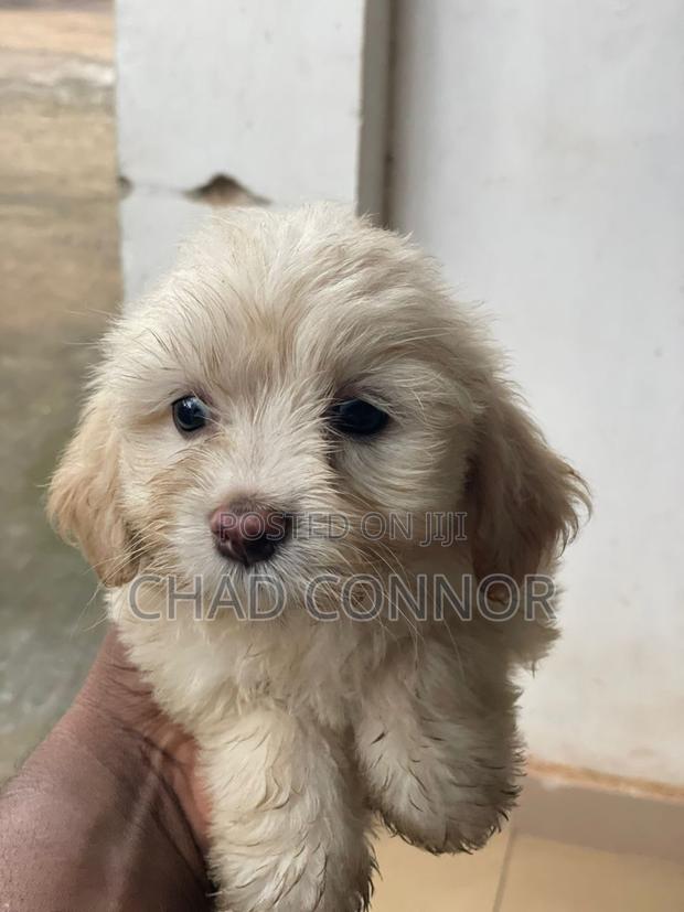 1-3 months Female Purebred Maltese · Photo 3