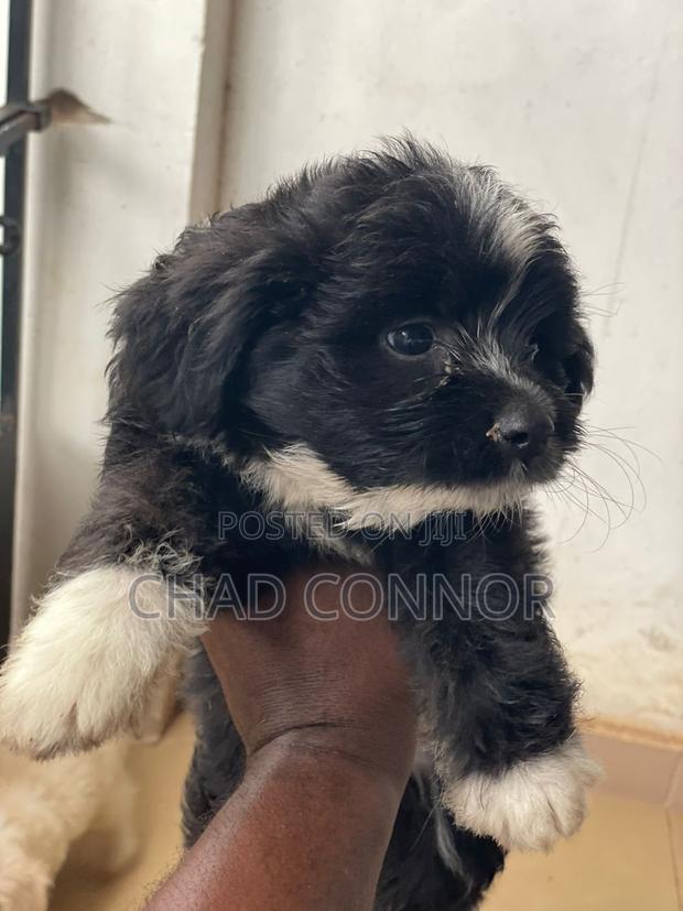 1-3 months Female Purebred Maltese · Photo 5