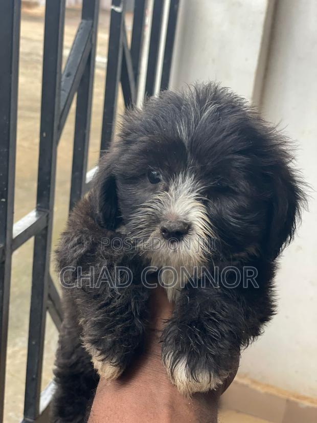 1-3 months Female Purebred Maltese · Photo 6