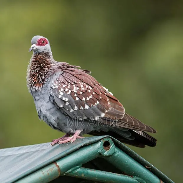 Speckled Pigeon · Photo 1
