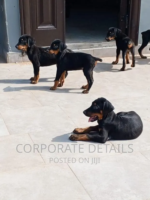 1-3 months Male Purebred Doberman Pinscher · Photo 1