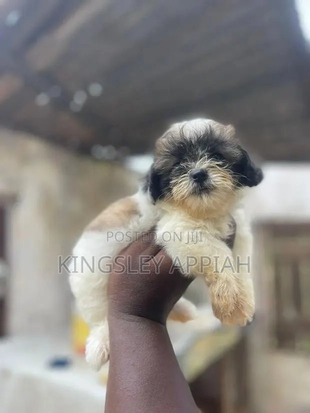 1-3 months Female Purebred Poodle · Photo 1