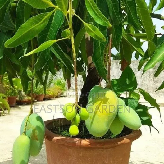 Dwarf Apple Mango Seedlings · Photo 3