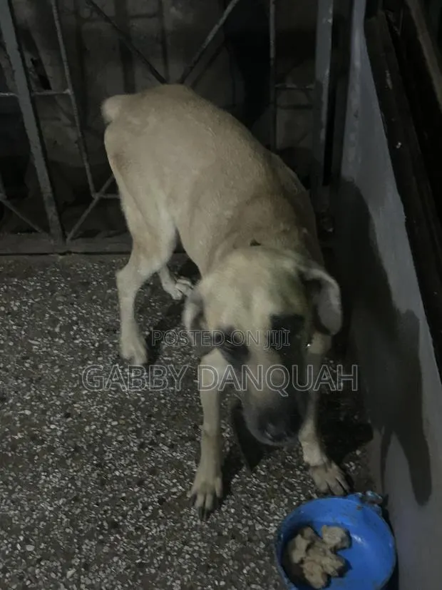 1+ year Male Purebred Boerboel · Photo 1