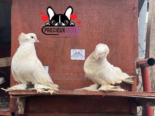 1 Pair of White Giant Hungarian House Pigeons · Photo 2