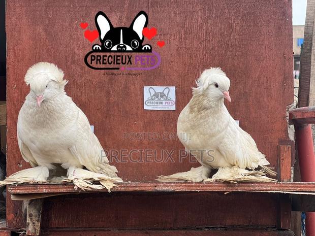 1 Pair of White Giant Hungarian House Pigeons · Photo 3