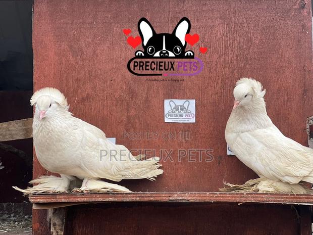 1 Pair of White Giant Hungarian House Pigeons · Photo 1