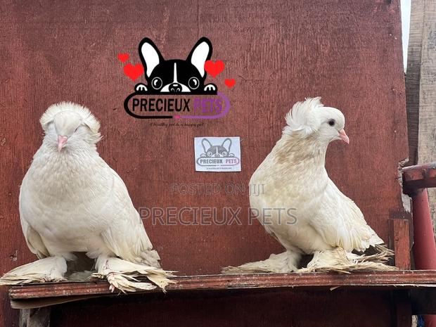 1 Pair of White Giant Hungarian House Pigeons · Photo 4
