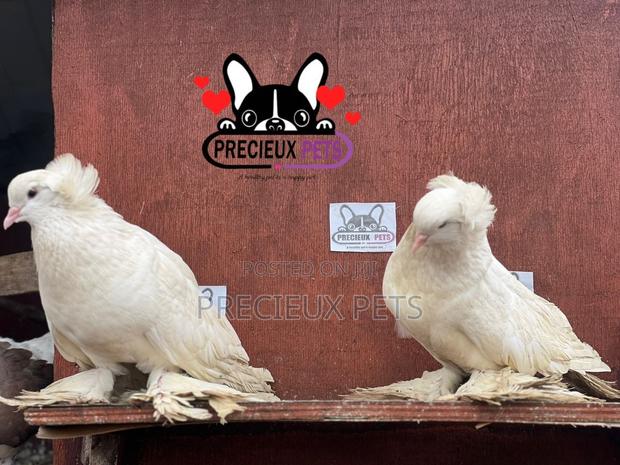 1 Pair of White Giant Hungarian House Pigeons · Photo 5