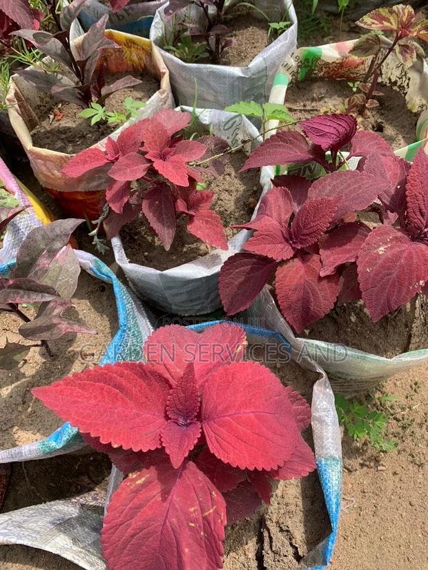 Coleus Plant · Photo 2