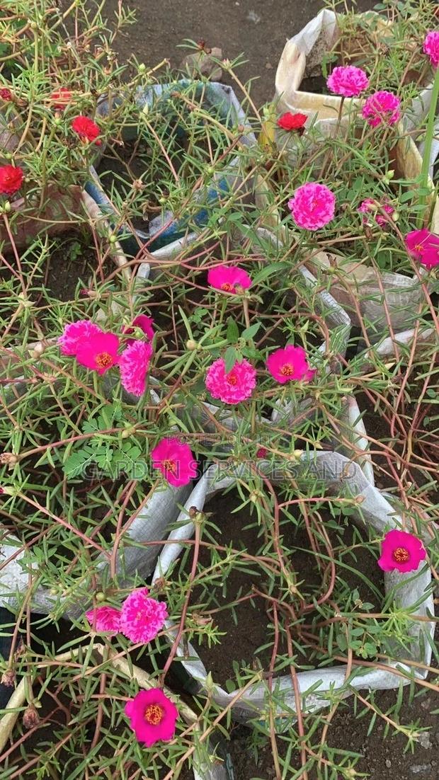 Moss Ross Plant · Photo 2