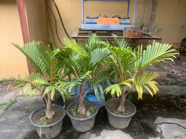Shanpagne Palm for Sale · Photo 1