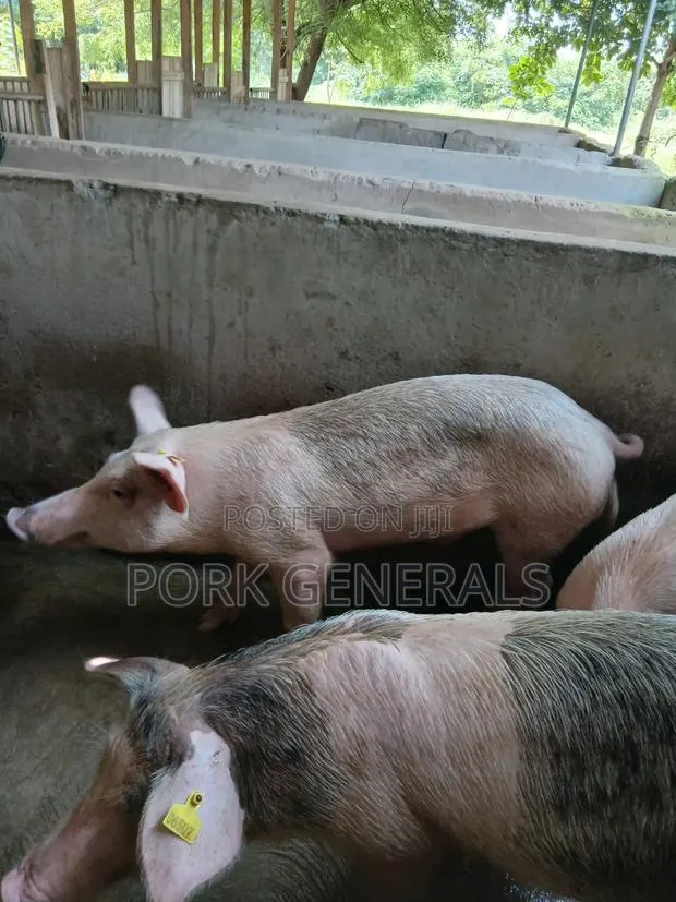 Pigs for Sale · Photo 4