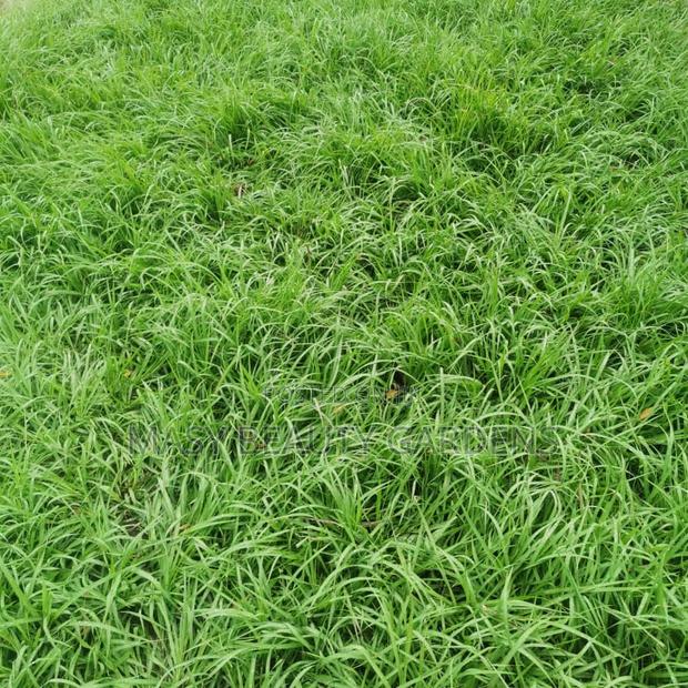 Masy Gardens N Landscaping · Photo 6