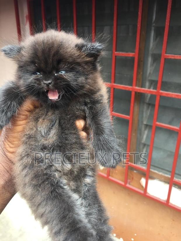 1-3 months Male Purebred Persian · Photo 1