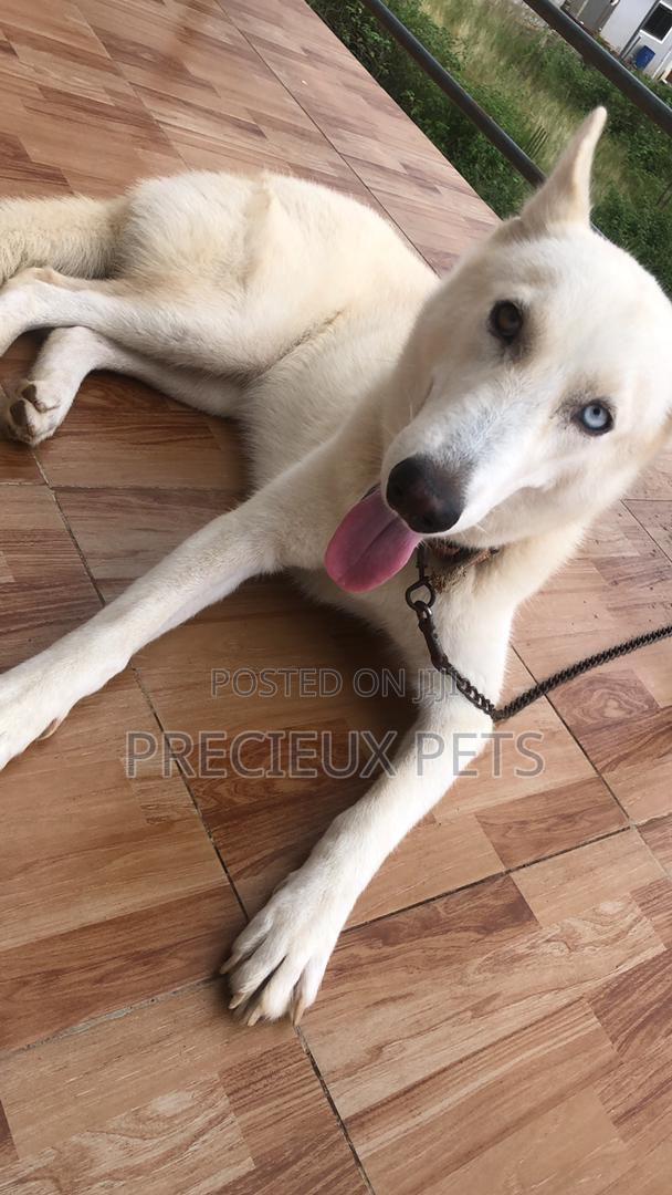 1+ year Female Purebred Siberian Husky · Photo 1