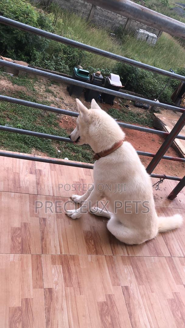 1+ year Female Purebred Siberian Husky · Photo 2