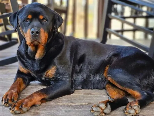 1-3 months Female Purebred Rottweiler · Photo 1