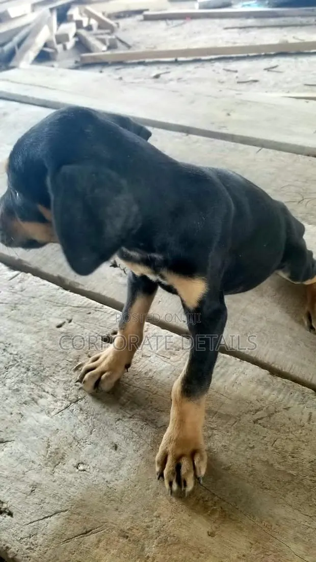 1-3 months Male Purebred Doberman Pinscher · Photo 1
