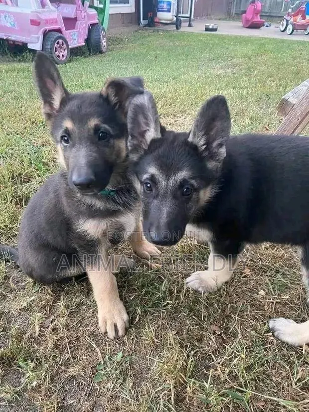 1-3 months Male Purebred German Shepherd · Photo 1