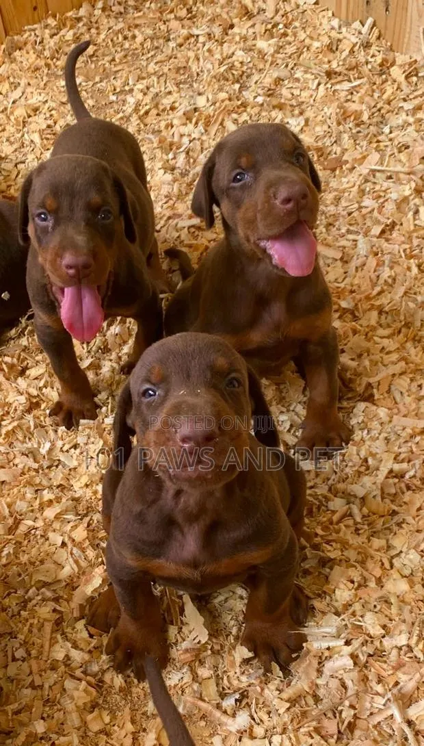 1-3 months Male Purebred Doberman Pinscher · Photo 1