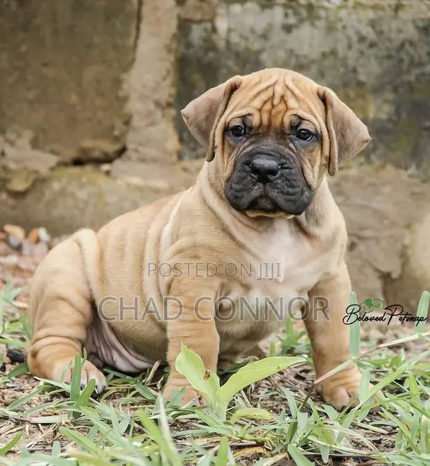1-3 months Male Purebred Boerboel · Photo 1