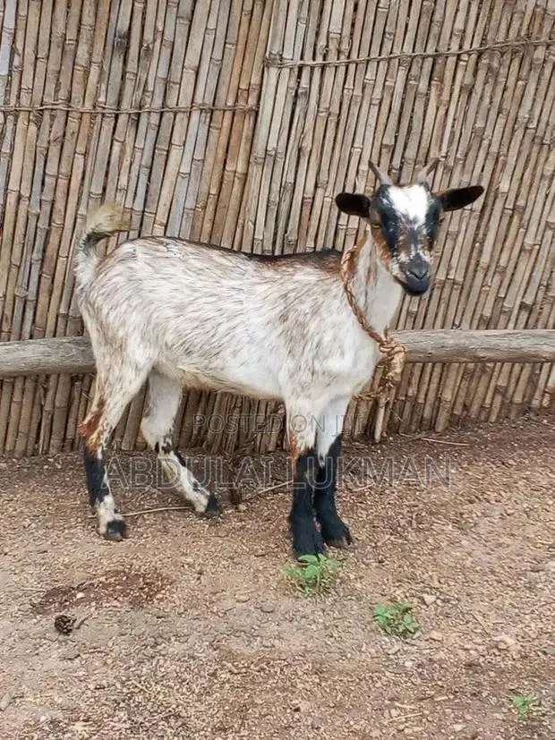 Nice Goat Seller · Photo 1