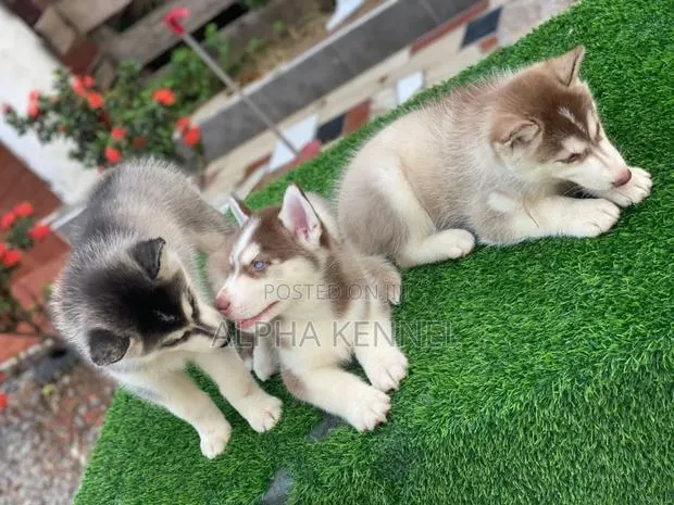 1-3 months Male Purebred Siberian Husky · Photo 1