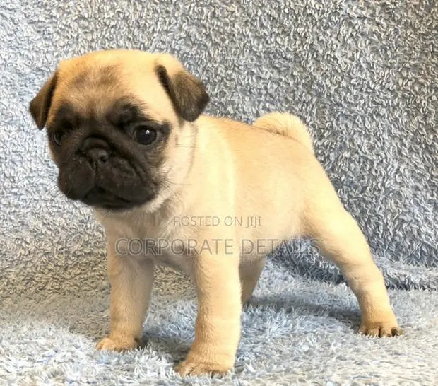 1-3 months Female Purebred Pug · Photo 1